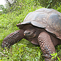 Galapagos Giant Tortoise Santa Cruz by Tui De Roy Galapagos Giant Tortoise Santa Cruz by Tui De Roy