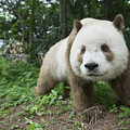 Giant Panda Brown Morph China Photograph by Katherine Feng Giant Panda Brown Morph China Photograph by Katherine Feng
