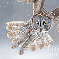 Great Grey Owl by Scott Linstead Great Grey Owl by Scott Linstead
