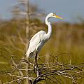 Great White Egret Photograph by Raul Rodriguez Great White Egret Photograph by Raul Rodriguez