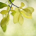 Green Foliage Series by Priska Wettstein Green Foliage Series by Priska Wettstein