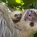 Hoffmanns Two-toed Sloth And Old Baby Photograph by Suzi Eszterhas Hoffmanns Two-toed Sloth And Old Baby Photograph by Suzi Eszterhas