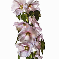 Hollyhock Photograph by Endre Balogh Hollyhock Photograph by Endre Balogh