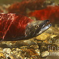 Kokanee Salmon Photograph by William H. Mullins Kokanee Salmon Photograph by William H. Mullins