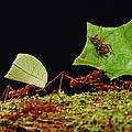 Leafcutter Ants Carrying Leaves French Photograph by Mark Moffett Leafcutter Ants Carrying Leaves French Photograph by Mark Moffett