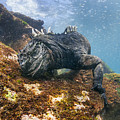 Marine Iguana Feeding On Algae Punta Photograph by Tui De Roy Marine Iguana Feeding On Algae Punta Photograph by Tui De Roy