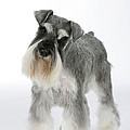 Miniature Schnauzer Photograph by John Daniels Miniature Schnauzer Photograph by John Daniels