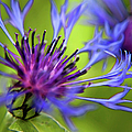 Mountain Coneflower Photograph by Theresa Tahara Mountain Coneflower Photograph by Theresa Tahara