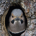 Northern Flicker In Nest Cavity Alaska Photograph by Michael Quinton Northern Flicker In Nest Cavity Alaska Photograph by Michael Quinton