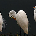 3 of a Kind by Chauncy Holmes