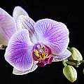 Pink Orchid flower Photograph by Michalakis Ppalis Pink Orchid flower Photograph by Michalakis Ppalis