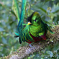 Quetzal Photograph by Heiko Koehrer-Wagner Quetzal Photograph by Heiko Koehrer-Wagner