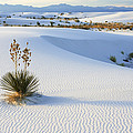 Soaptree Yucca In Gypsum Sand White Photograph by Konrad Wothe Soaptree Yucca In Gypsum Sand White Photograph by Konrad Wothe