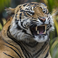 Sumatran Tiger Photograph by San Diego Zoo Sumatran Tiger Photograph by San Diego Zoo