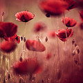 Summer Poppy by Nailia Schwarz Summer Poppy by Nailia Schwarz