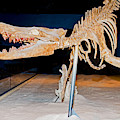 Vogtle Whale Skeleton Photograph by Millard H. Sharp Vogtle Whale Skeleton Photograph by Millard H. Sharp
