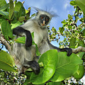 Zanzibar Red Colobus In Tree Jozani Photograph by Thomas Marent Zanzibar Red Colobus In Tree Jozani Photograph by Thomas Marent