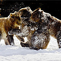 300 Pound Playmates Photograph by Kae Cheatham 300 Pound Playmates Photograph by Kae Cheatham