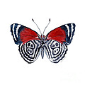 37 Diathria Clymena Butterfly Painting by Amy Kirkpatrick 37 Diathria Clymena Butterfly Painting by Amy Kirkpatrick