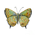 38 Hesseli Butterfly Painting by Amy Kirkpatrick 38 Hesseli Butterfly Painting by Amy Kirkpatrick