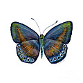 39 Mydanis Butterfly Painting by Amy Kirkpatrick 39 Mydanis Butterfly Painting by Amy Kirkpatrick