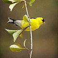 American Goldfinch Painting by Christina Rollo American Goldfinch Painting by Christina Rollo