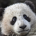 Baby Giant Panda by Mark Newman Baby Giant Panda by Mark Newman