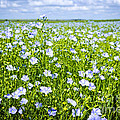 Blooming flax field 1 Photograph by Elena Elisseeva Blooming flax field 1 Photograph by Elena Elisseeva