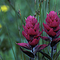 Colorado Rockies by Scott Warren Colorado Rockies by Scott Warren