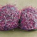 Dividing Hela Cells, Sem Photograph by Science Source Dividing Hela Cells, Sem Photograph by Science Source