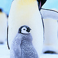Emperor Penguins Photograph by Art Wolfe Emperor Penguins Photograph by Art Wolfe