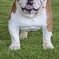 English Bulldog Photograph by Amir Paz English Bulldog Photograph by Amir Paz