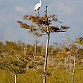 Great White Egret Photograph by Raul Rodriguez Great White Egret Photograph by Raul Rodriguez