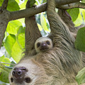 Hoffmanns Two-toed Sloth And Old Baby Photograph by Suzi Eszterhas Hoffmanns Two-toed Sloth And Old Baby Photograph by Suzi Eszterhas