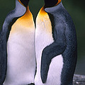 King Penguins Photograph by Art Wolfe King Penguins Photograph by Art Wolfe