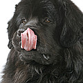 Newfoundland Dog Photograph by Jean-Michel Labat Newfoundland Dog Photograph by Jean-Michel Labat