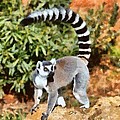 Ring Tailed Lemur by George Atsametakis Ring Tailed Lemur by George Atsametakis