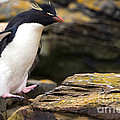 Rockhopper Penguin Photograph by John Shaw Rockhopper Penguin Photograph by John Shaw