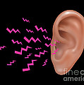 Sound Entering Human Outer Ear Photograph by Gwen Shockey Sound Entering Human Outer Ear Photograph by Gwen Shockey