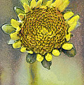 The sunflower by Odon Czintos The sunflower by Odon Czintos