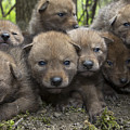 4 Week Old Wild Coyote Pups In Chicago Photograph by Suzi Eszterhas 4 Week Old Wild Coyote Pups In Chicago Photograph by Suzi Eszterhas