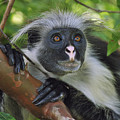Zanzibar Red Colobus Monkey Photograph by Thomas Marent Zanzibar Red Colobus Monkey Photograph by Thomas Marent