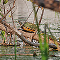 42- Florida Red-Bellied Turtle Photograph by Joseph Keane 42- Florida Red-Bellied Turtle Photograph by Joseph Keane