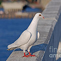 21- White Dove Photograph by Joseph Keane 21- White Dove Photograph by Joseph Keane