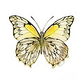 44 Hesperocharia Graphite Butterfly Painting by Amy Kirkpatrick 44 Hesperocharia Graphite Butterfly Painting by Amy Kirkpatrick