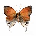 47 Mantoides Gama Butterfly Painting by Amy Kirkpatrick 47 Mantoides Gama Butterfly Painting by Amy Kirkpatrick