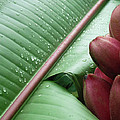 Banana Leaf Photograph by Heiko Koehrer-Wagner Banana Leaf Photograph by Heiko Koehrer-Wagner