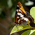 Butterfly by Betty Depee Butterfly by Betty Depee