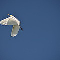 5- Cattle Egret Photograph by Joseph Keane 5- Cattle Egret Photograph by Joseph Keane