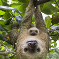 Hoffmanns Two-toed Sloth And Old Baby Photograph by Suzi Eszterhas Hoffmanns Two-toed Sloth And Old Baby Photograph by Suzi Eszterhas